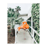 Flamingo Beach House (Print Only) thumbnail