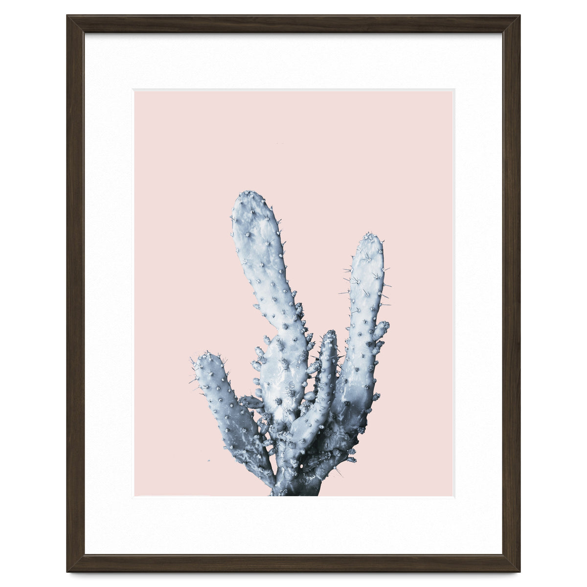 Cactus collection BL-I