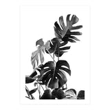 Monstera Black And White 09 (Print Only) thumbnail