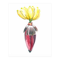 Botanical Illustration Banana (Print Only)