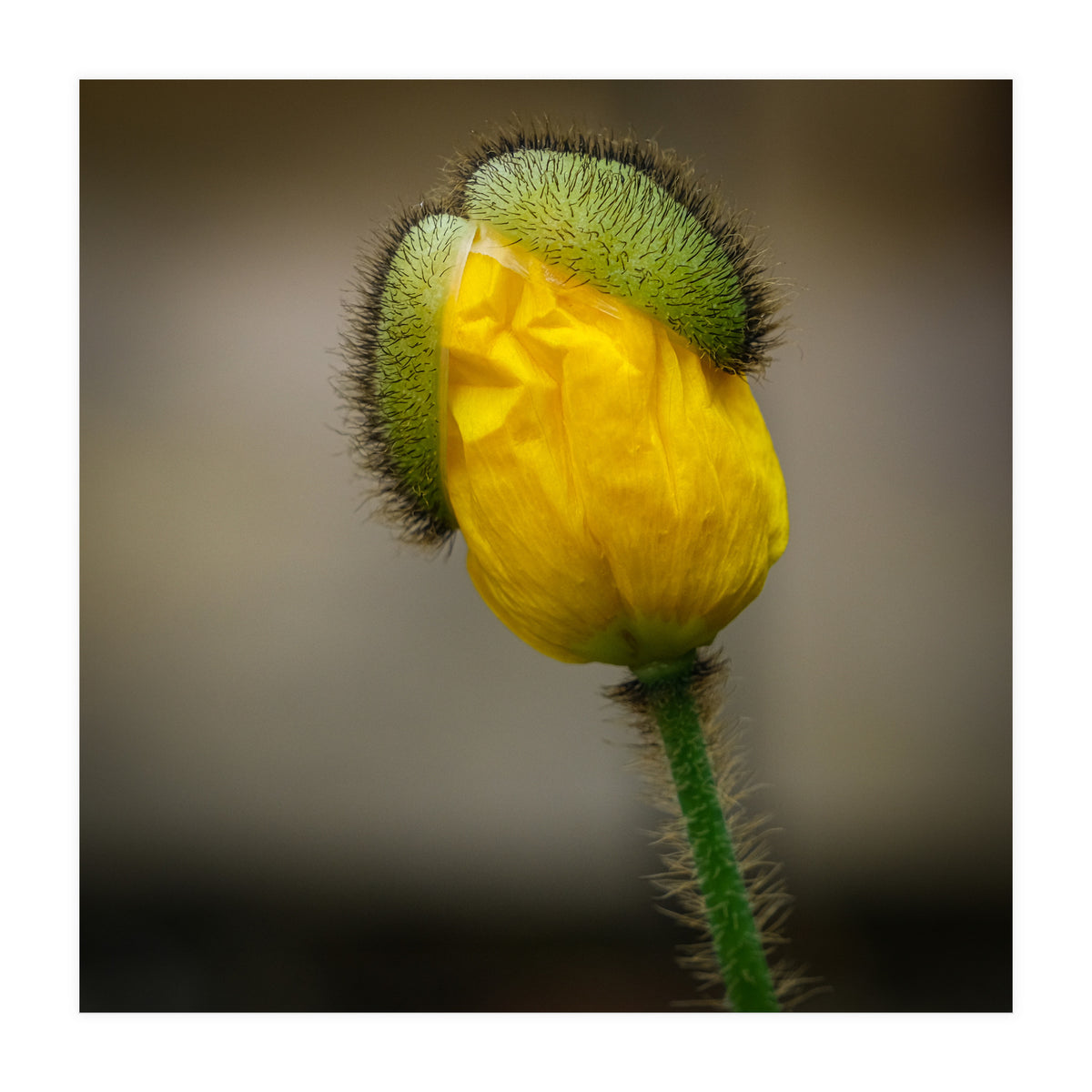 Yellow Poppy Opening  (Print Only)