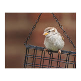 Sparrow (Print Only) thumbnail