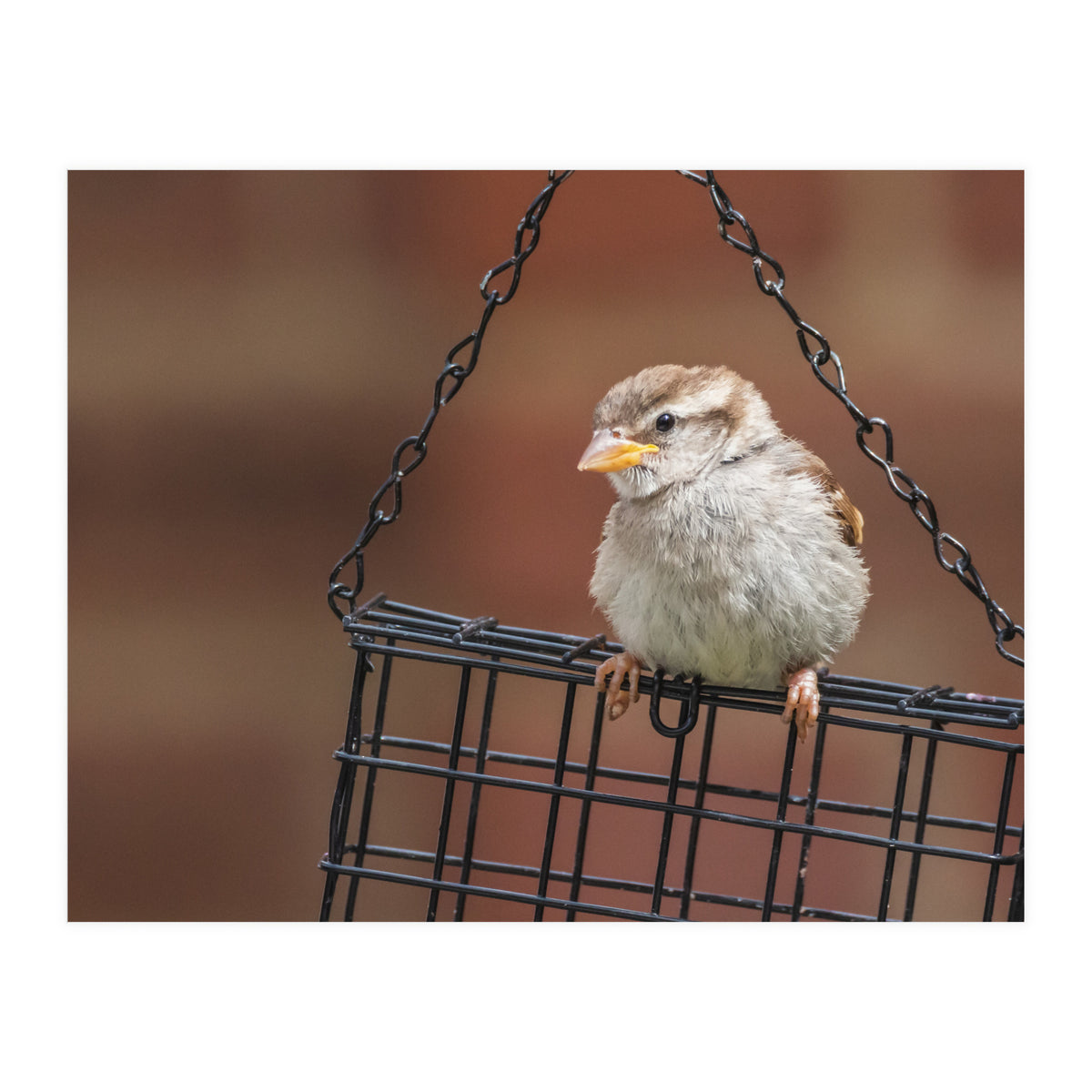 Sparrow (Print Only)