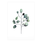 Botanical Illustration Eukalyptus (Print Only) thumbnail