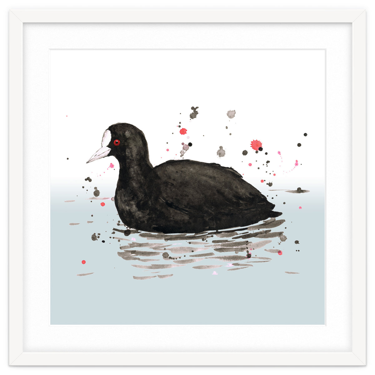 Common coot