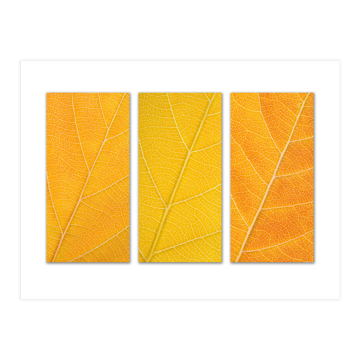 Autumn Leaves (Print Only)