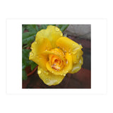 Yellow Rose with Dew Drops (Print Only) thumbnail