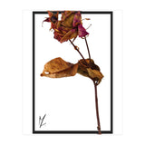 Flower 1 (Print Only) thumbnail