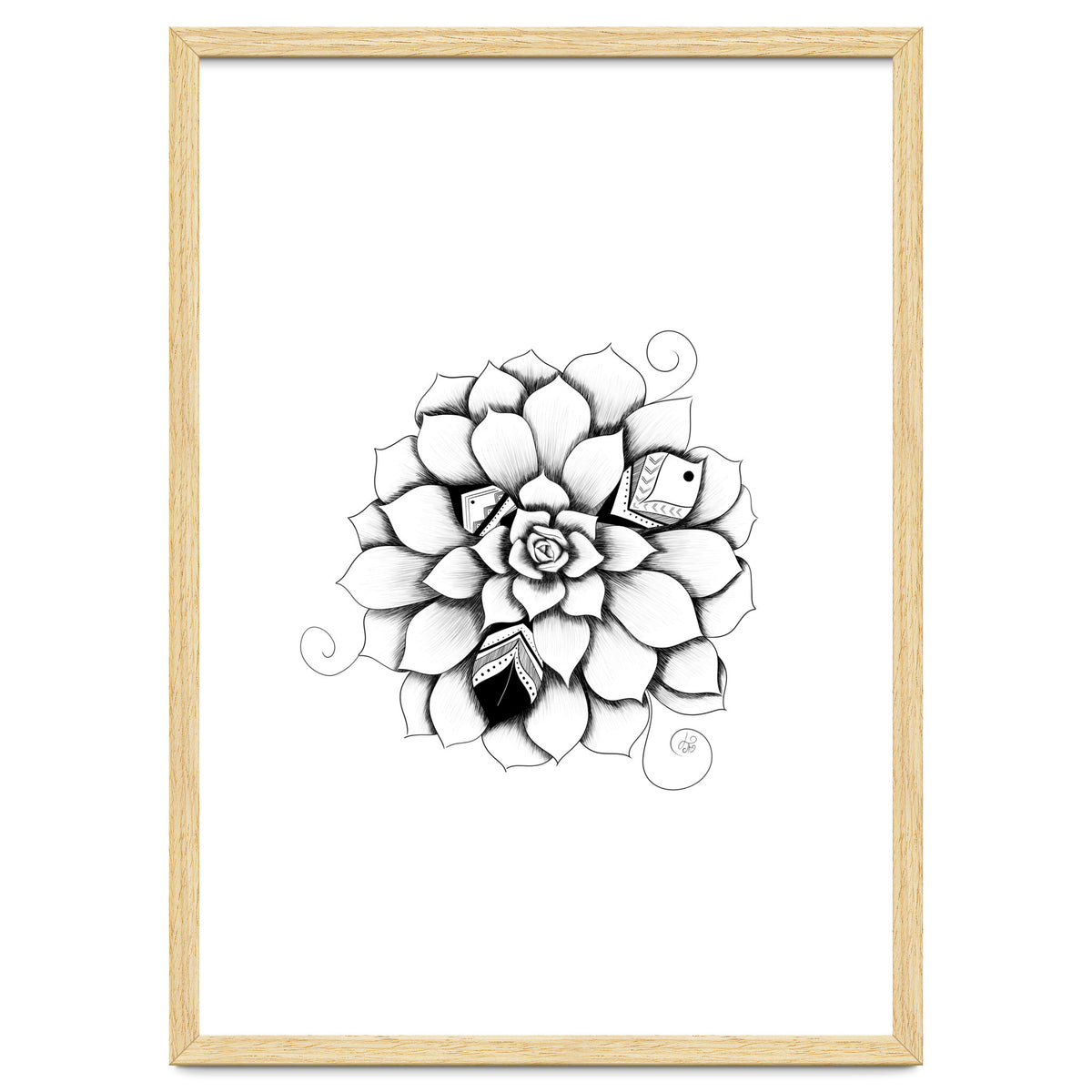 Poetic Echeveria Plant