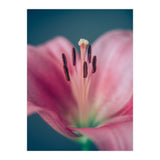 Allure (Print Only) thumbnail