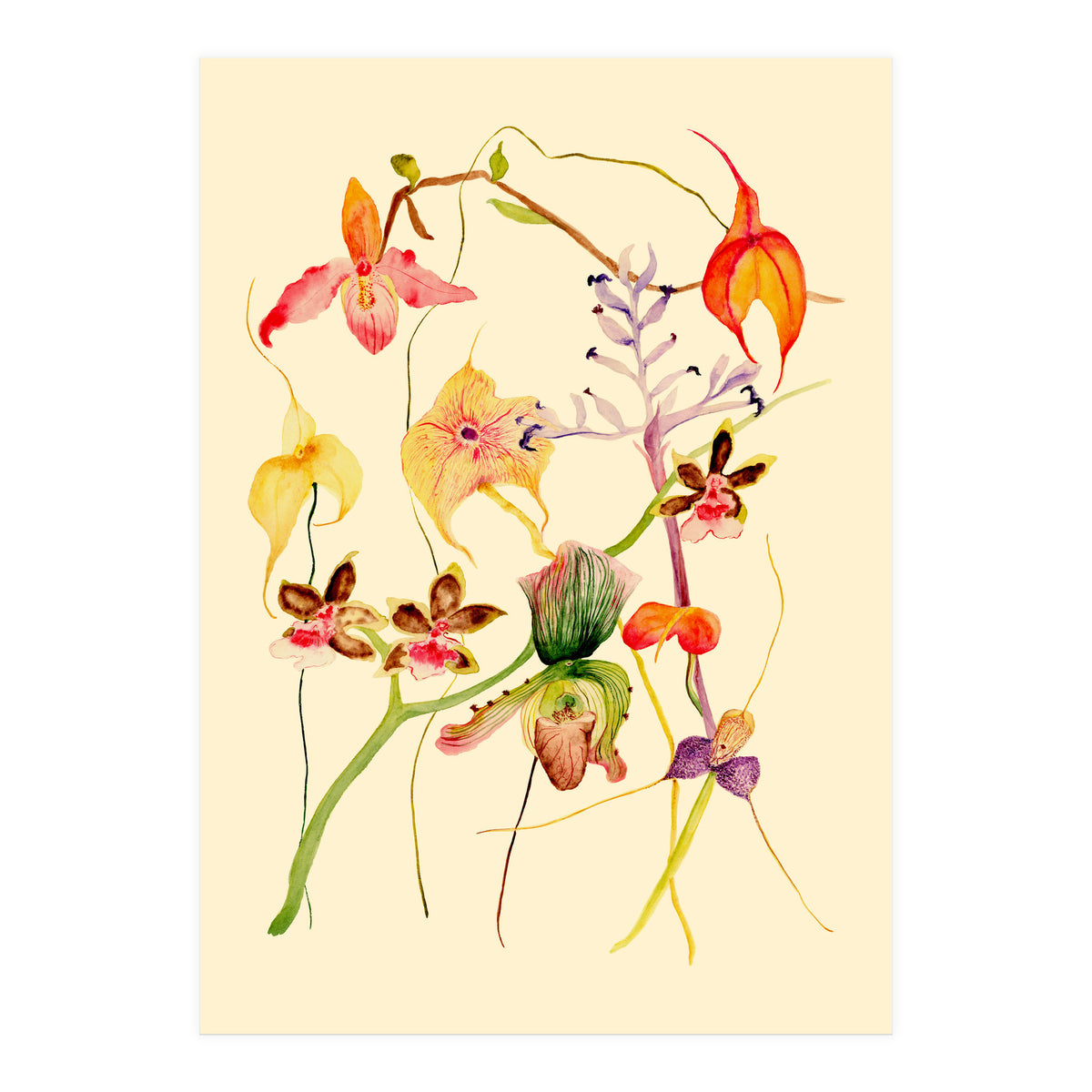 Orchids #1 (Print Only)