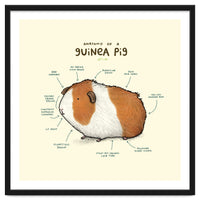 Anatomy Of A Guniea Pig