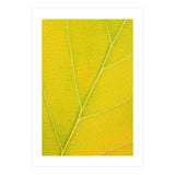 Autumn Leaf (Print Only) thumbnail