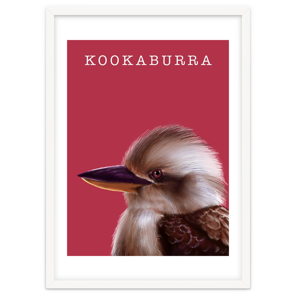 Kookaburra