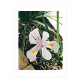 Lily (Print Only) thumbnail