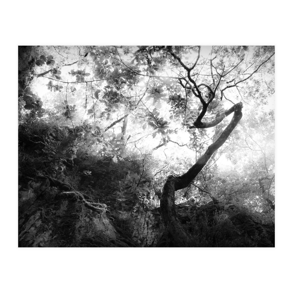 forgetting (Print Only)