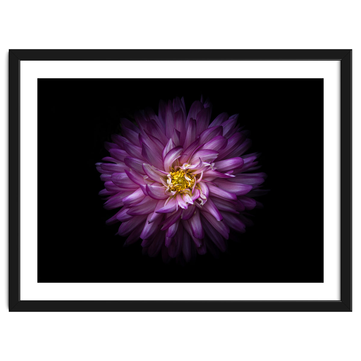 Backyard Flowers 20 Color Version