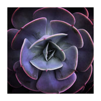 DARKSIDE OF SUCCULENTS VII (Print Only)