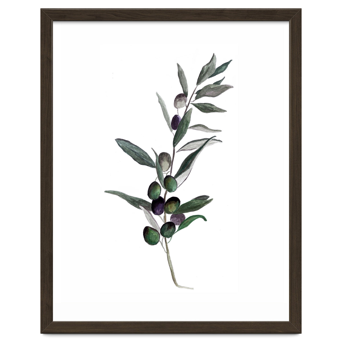 Botanical Illustration Olive