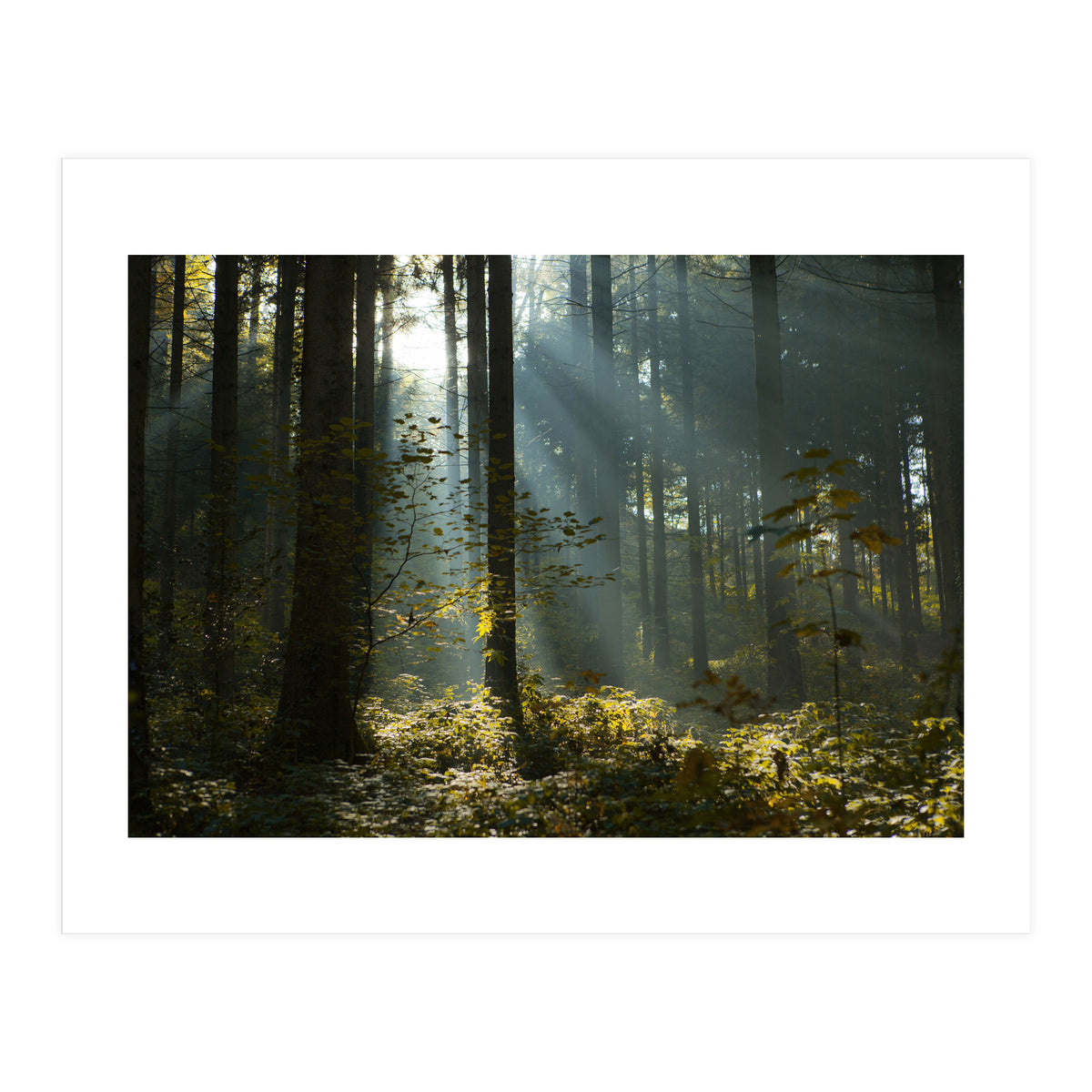 Reidholz (Print Only)