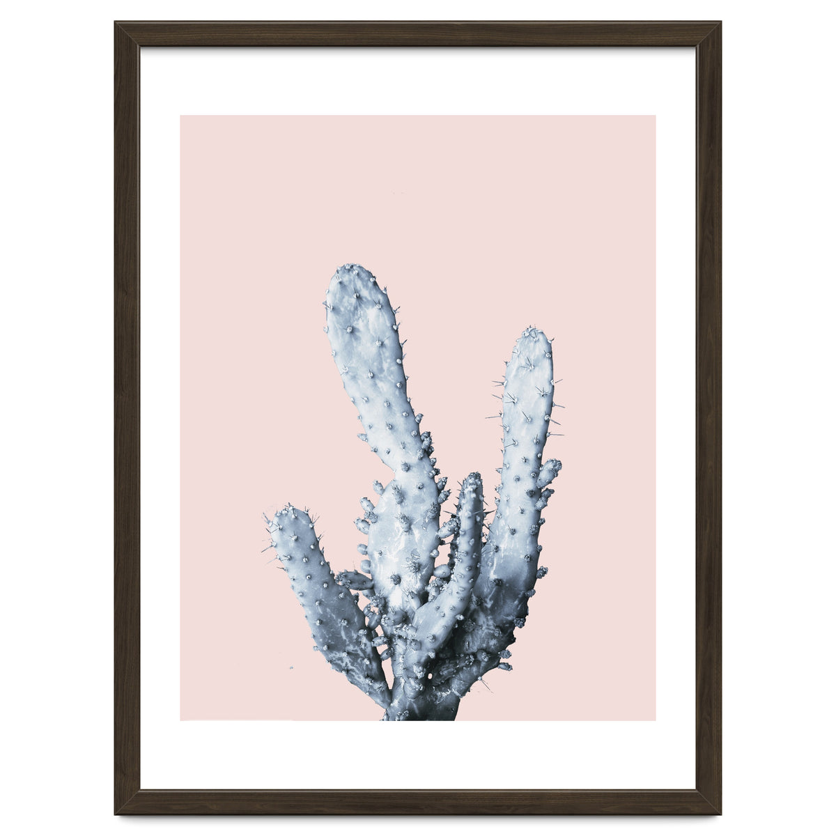 Cactus collection BL-I