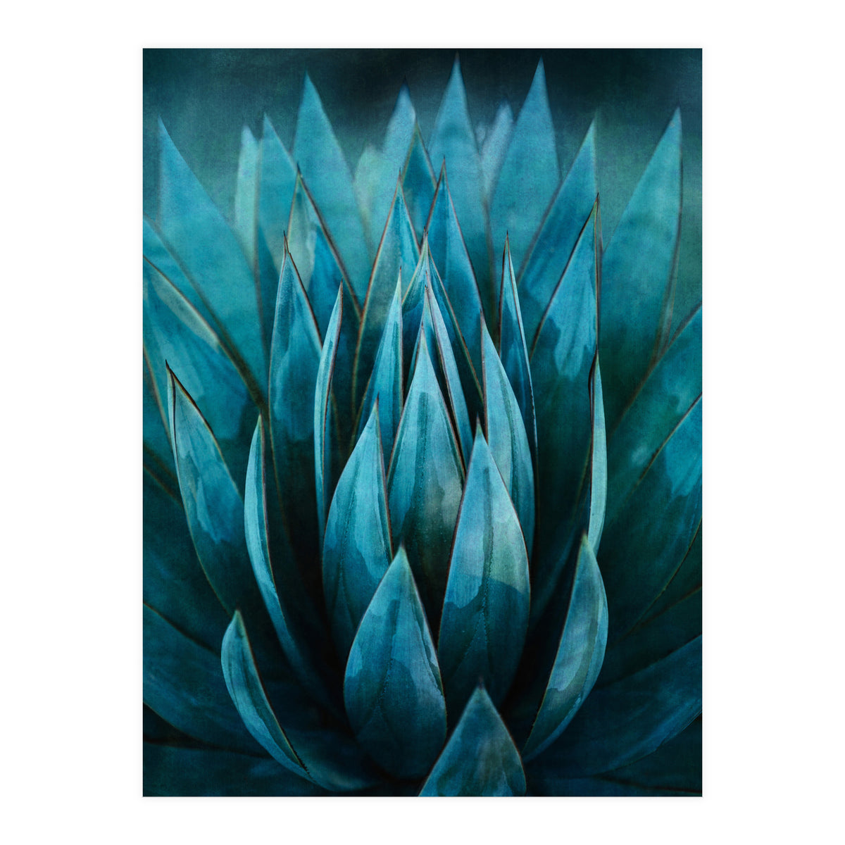 Blue Succulent (Print Only)