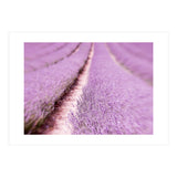 Lilac Love (Print Only) thumbnail