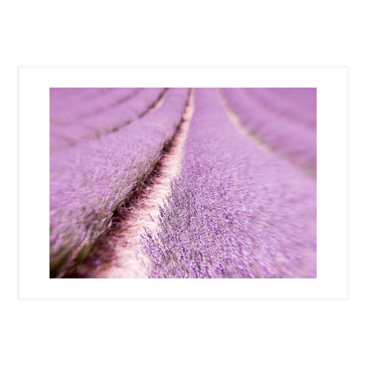 Lilac Love (Print Only)