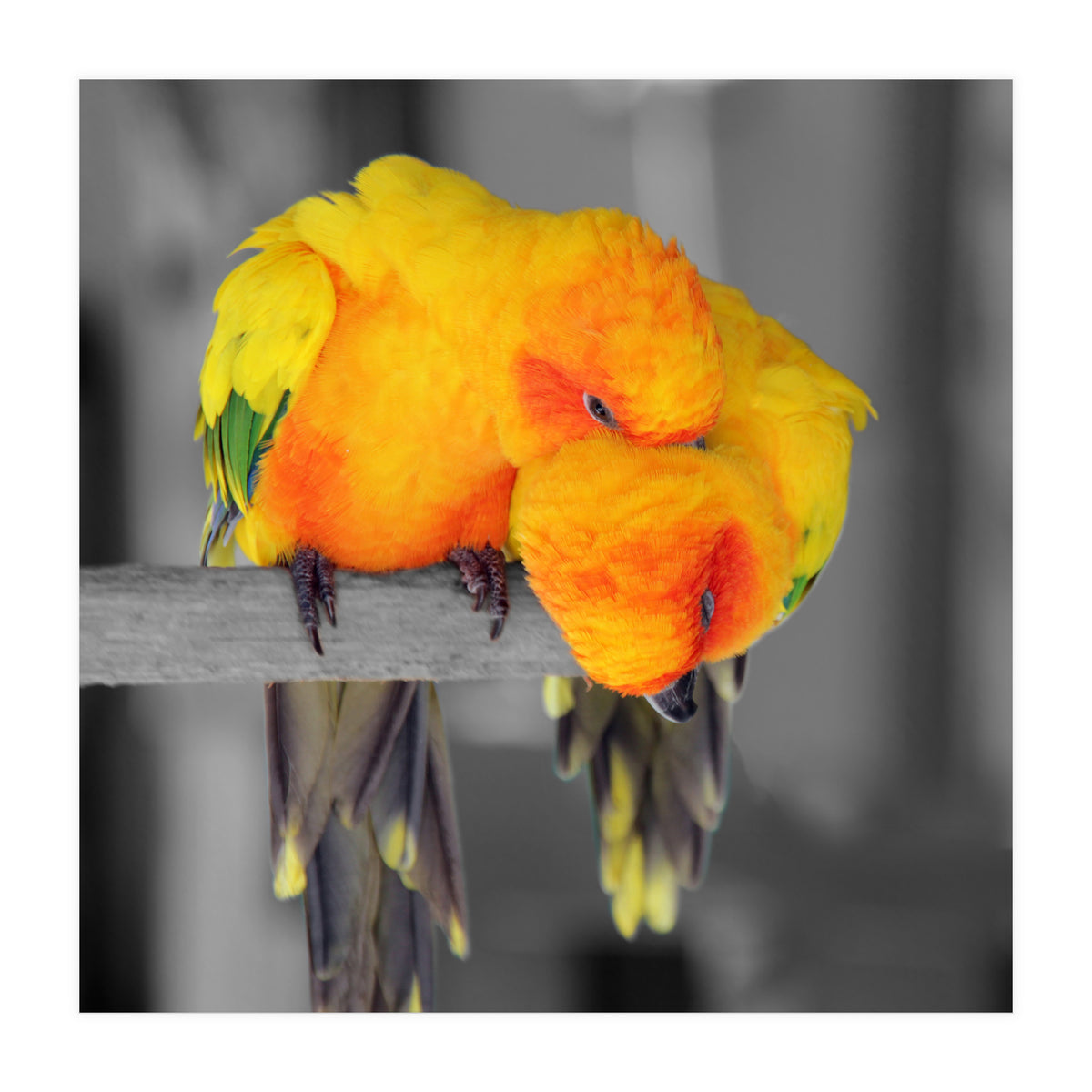 Two sun conures (Print Only)