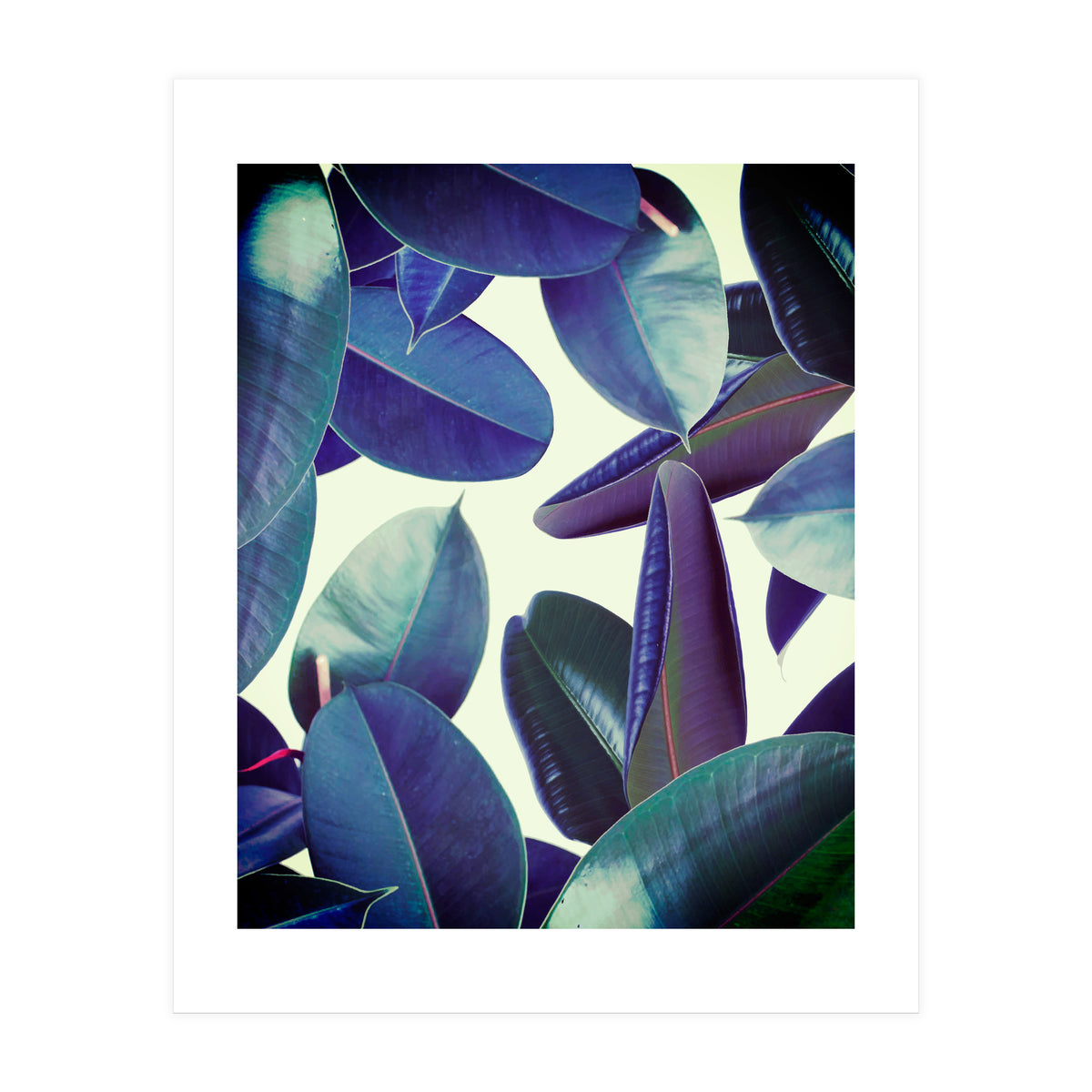 Elastica Amaro (Print Only)