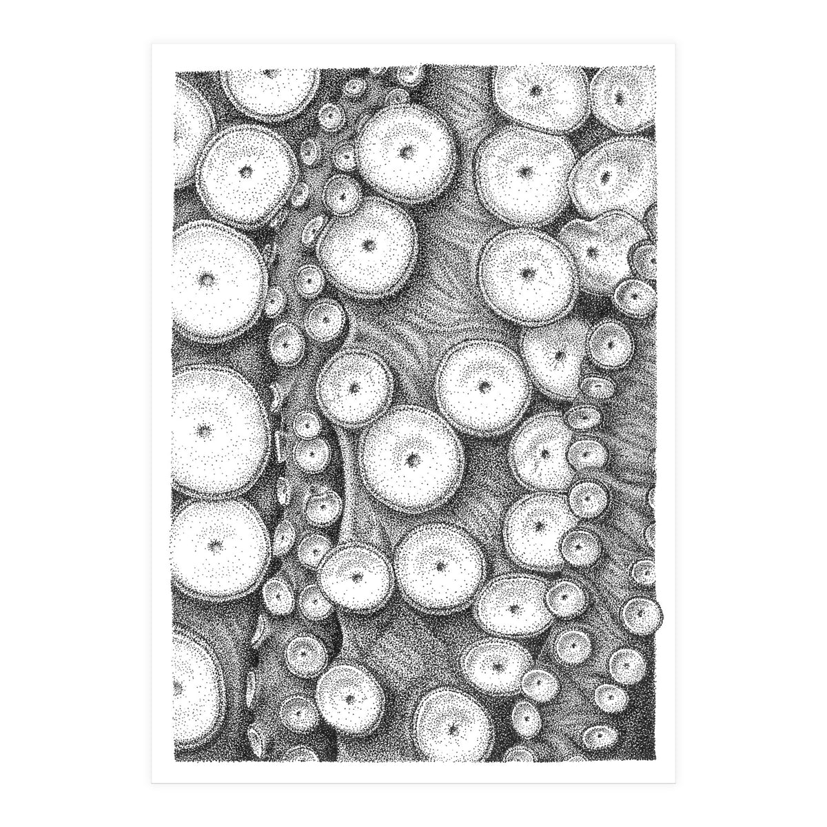 Octopus no. 3 (Print Only)