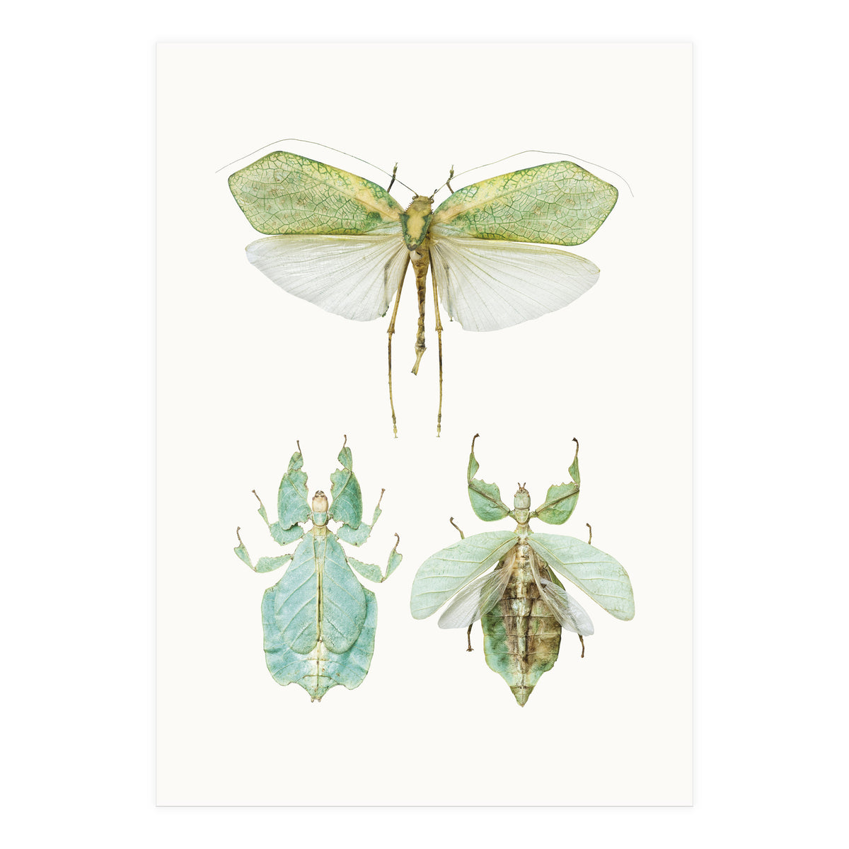 Cc Insects 07 (Print Only)