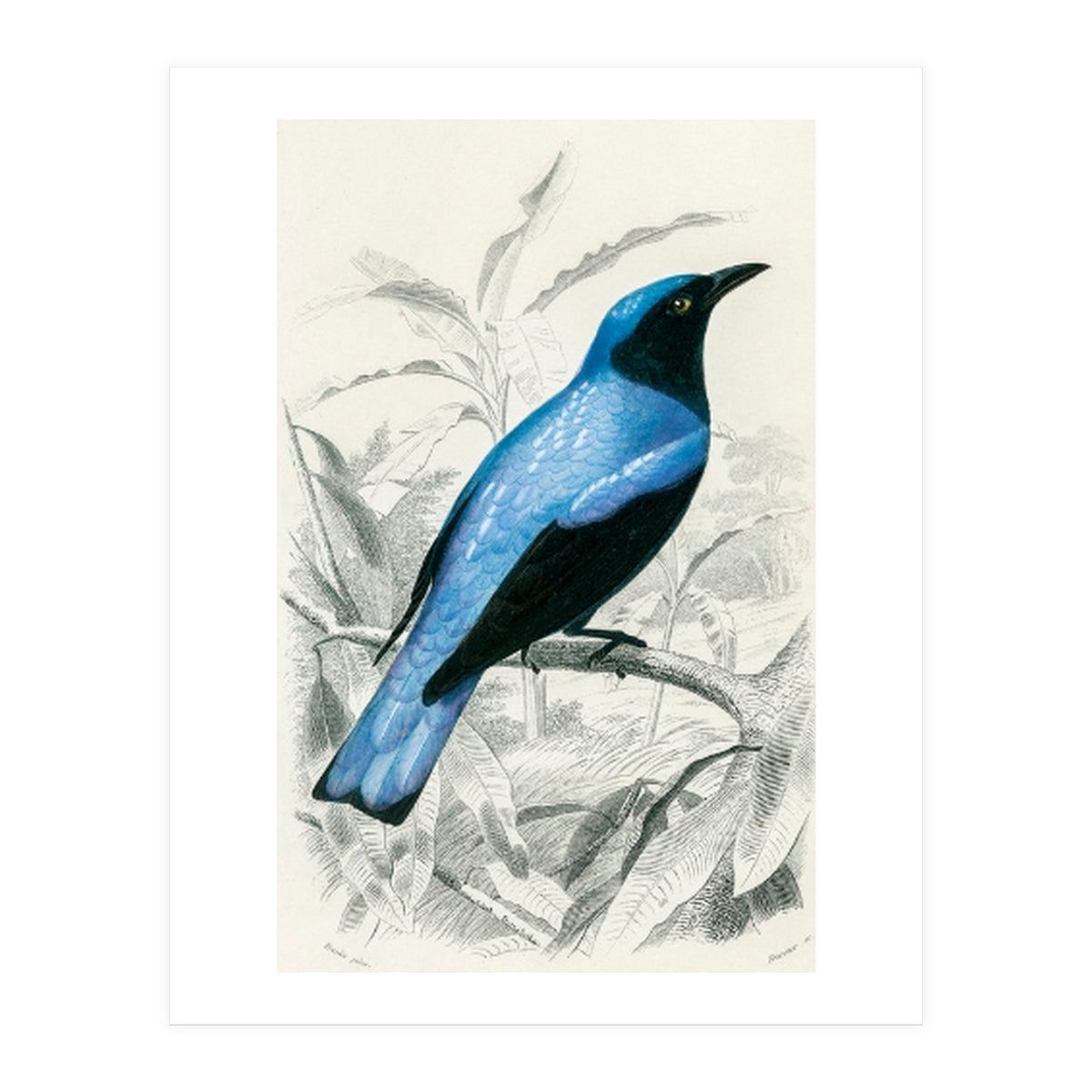 Square-tailed drongo illustrated (Print Only)