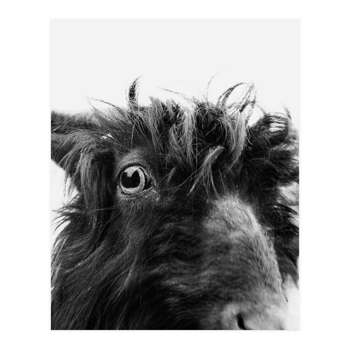 Charly the coat (Print Only)