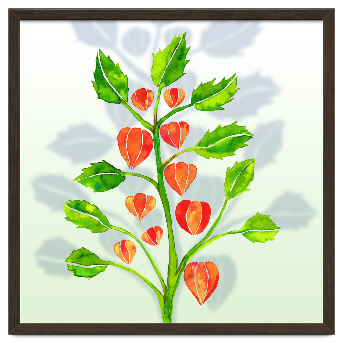 Physalis