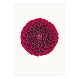 Cc Flower 03 (Print Only) thumbnail
