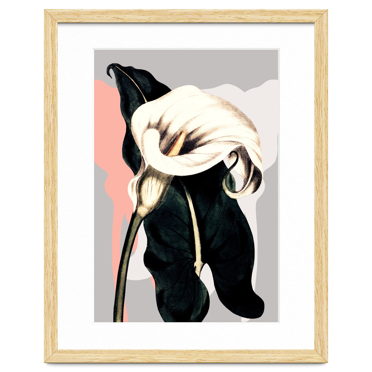 Calla lily flower