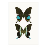 Cc Butterflies 02 (Print Only) thumbnail