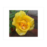 Yellow Rose with Dew Drops (Print Only) thumbnail