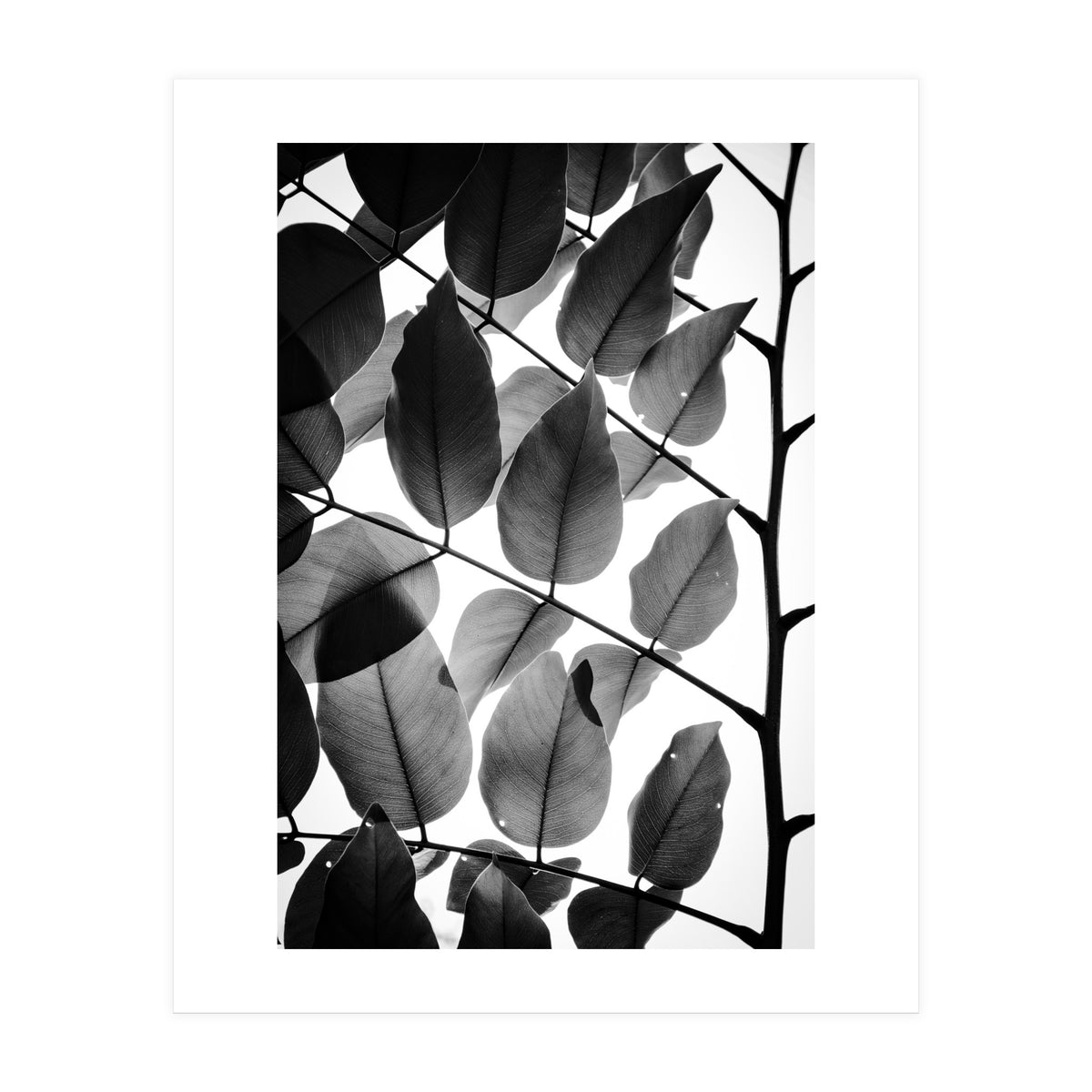 Branches and Leaves II (Print Only)