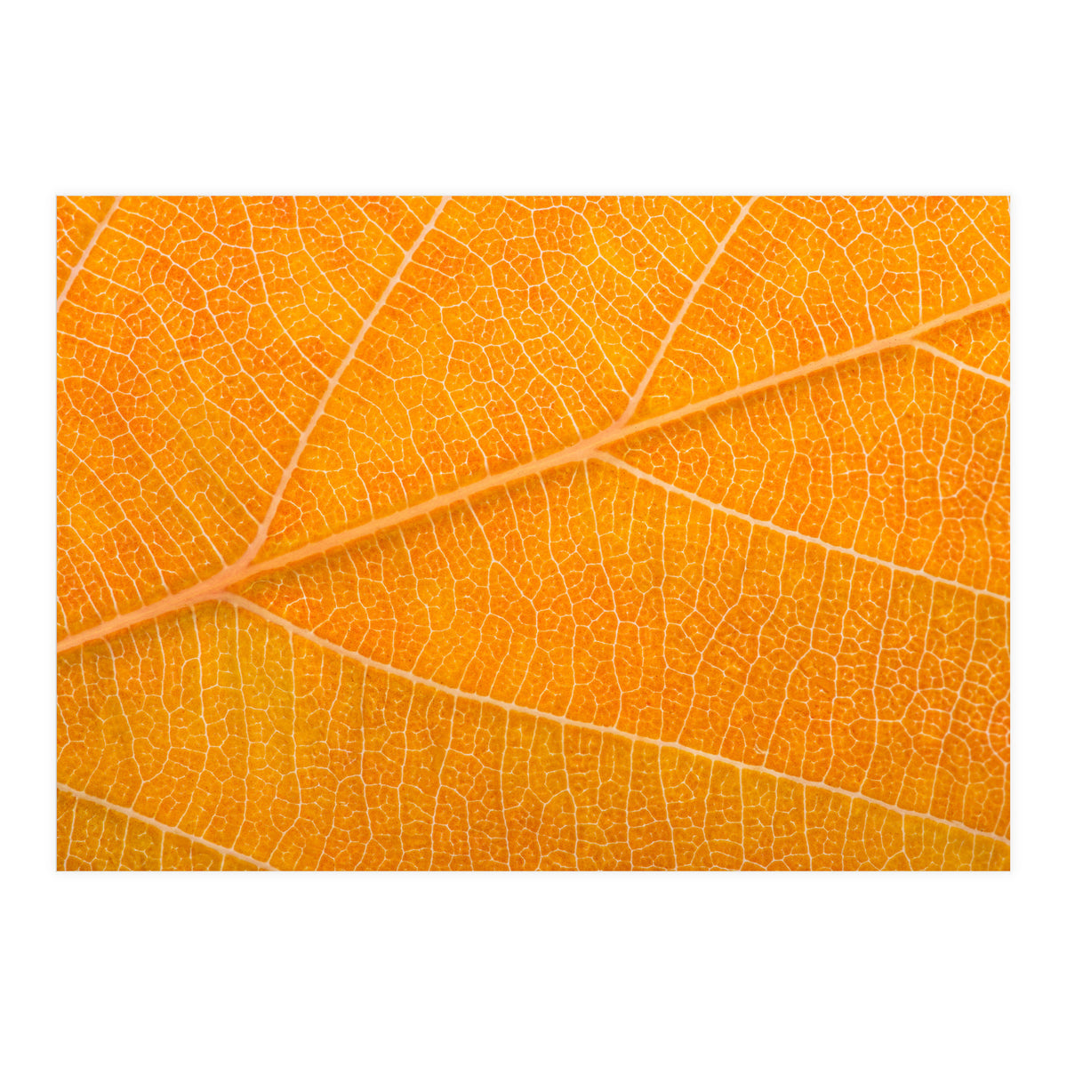 Autumn Leaf (Print Only)