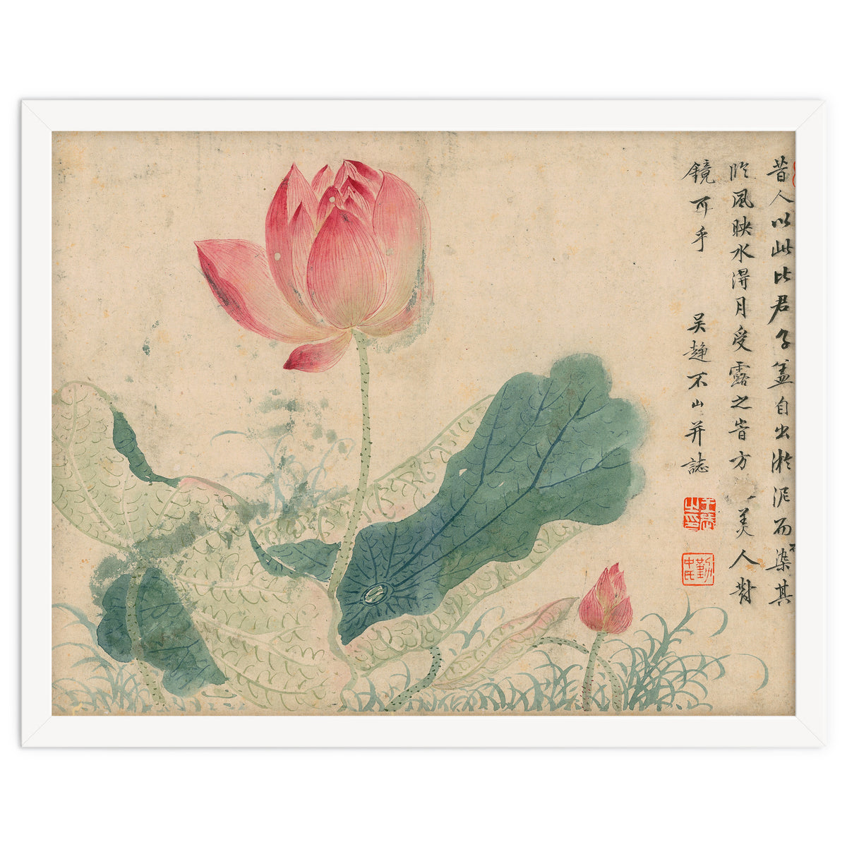 Qing Wangwu Flower album, lotus, lotus leaf, pond, copy of water grass