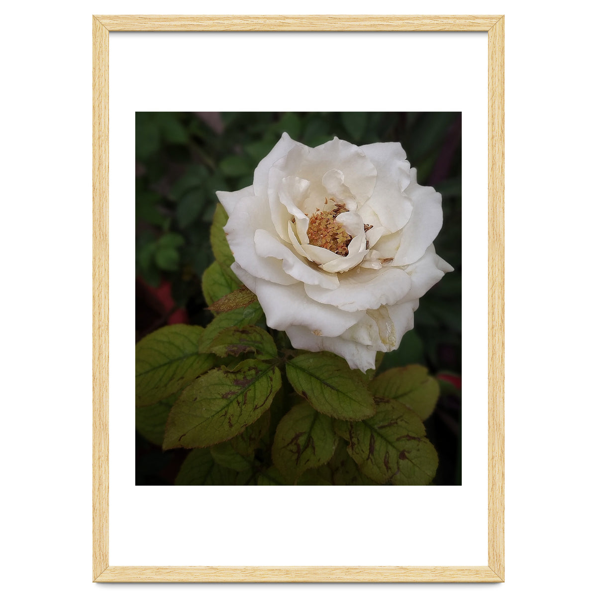 Fabulous White Rose Garden