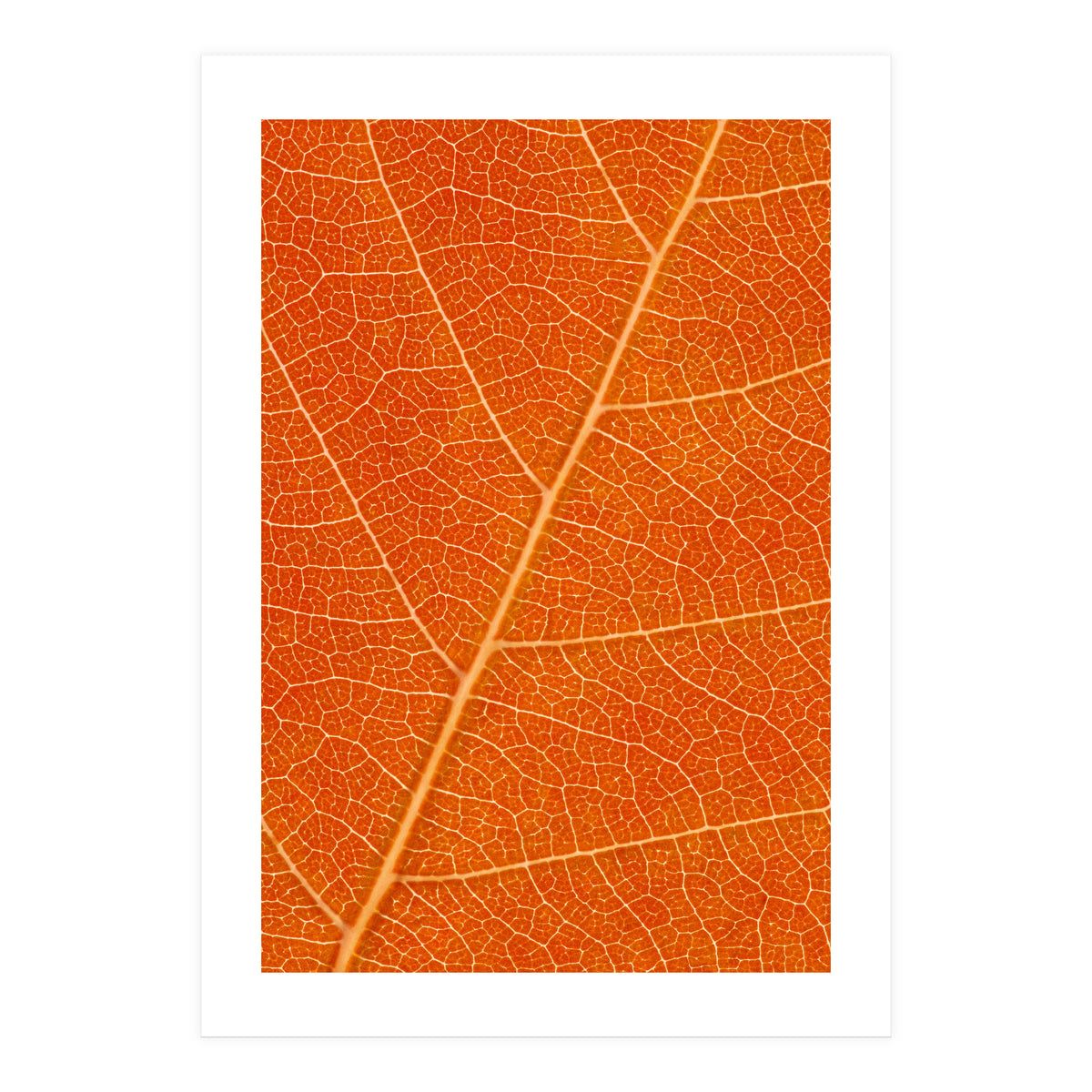 Autumn Leaf (Print Only)