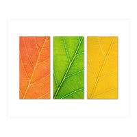 Autumn Leaves (Print Only)