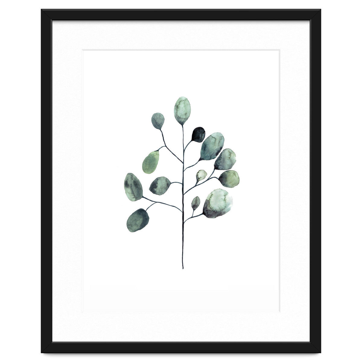 Botanical Illustration Eukalyptus