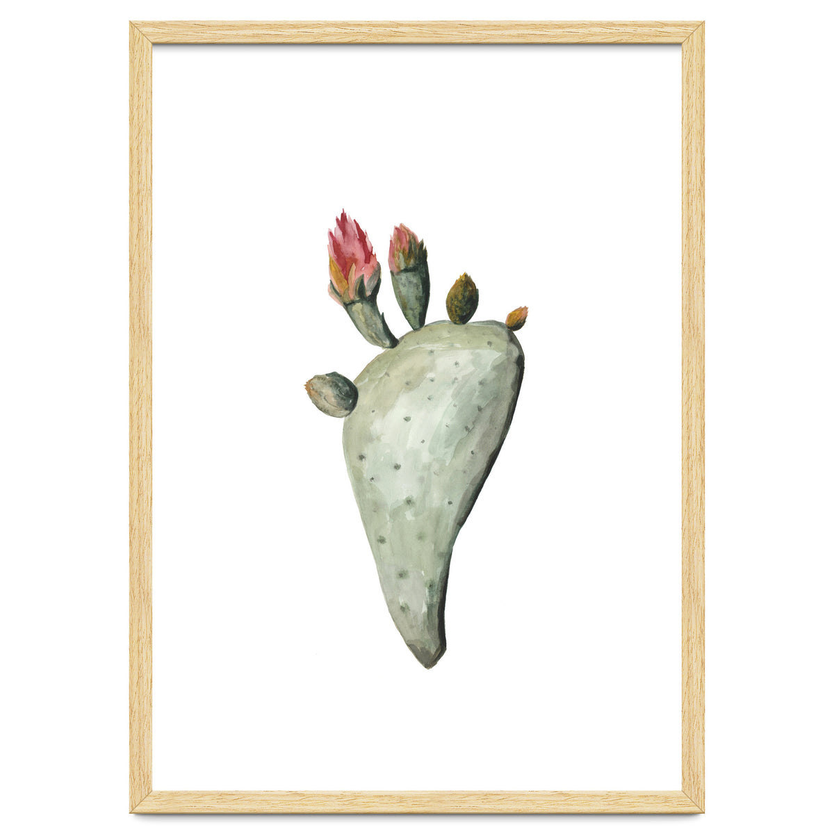Botanical Illustration Cactus Flowers
