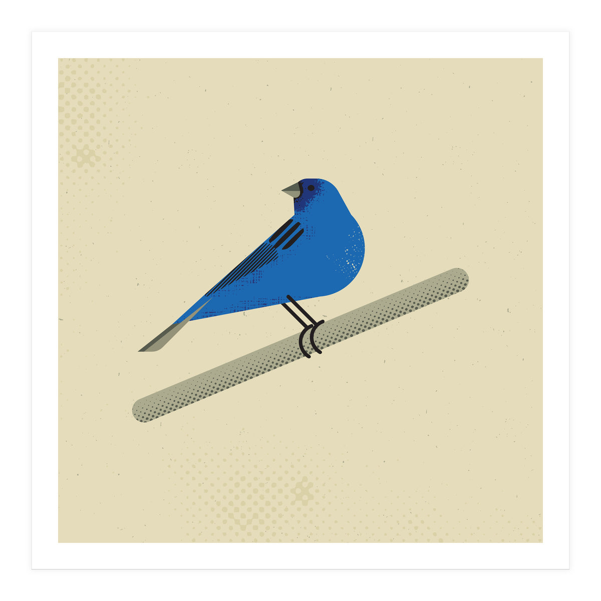 Indigo Bunting  (Print Only)
