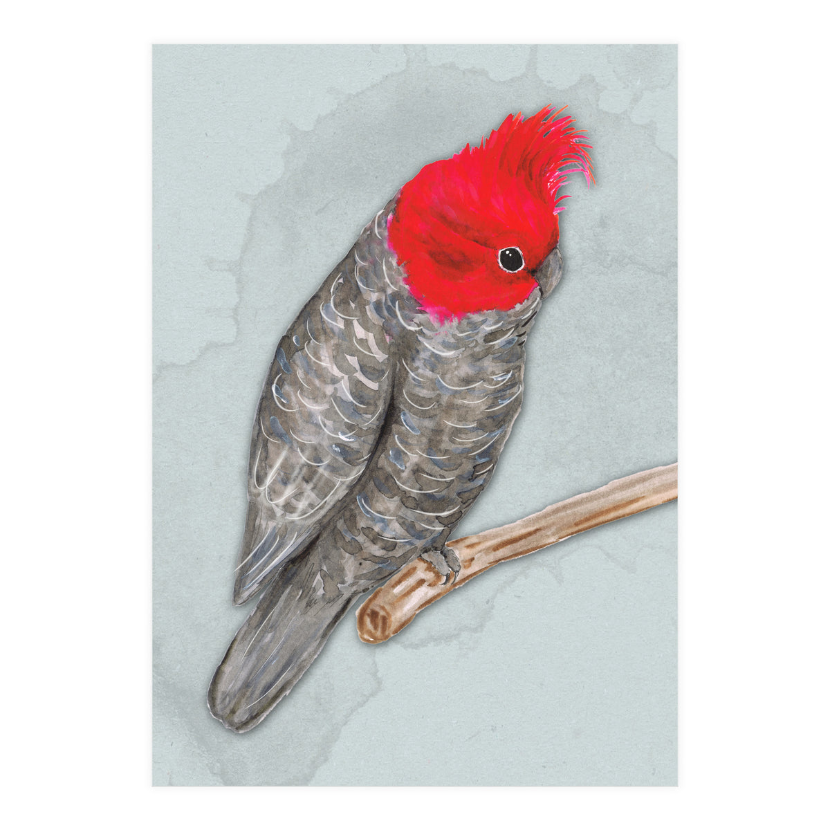Gang gang cockatoo (Print Only)