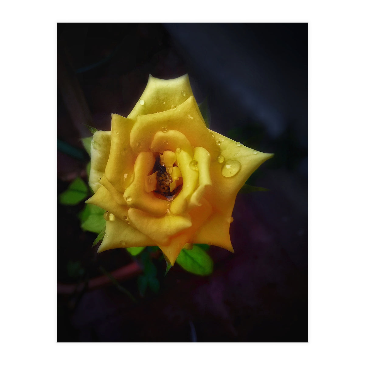 Yellow Flora (Print Only)